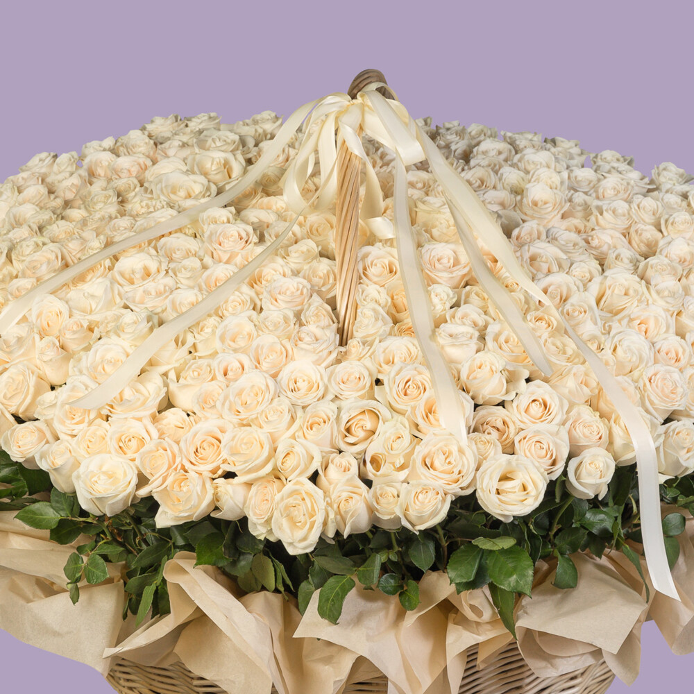 Bouquet of 555 White Roses