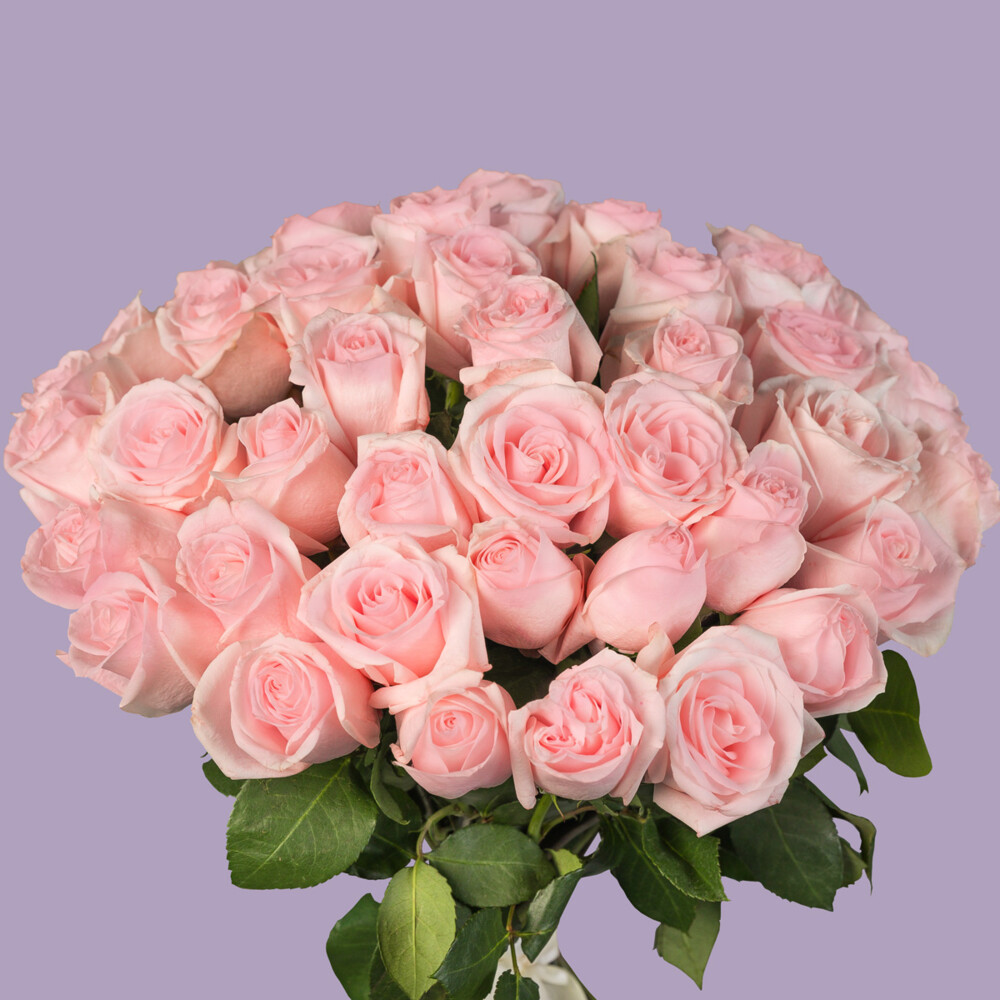 Bouquet of 51 Light Pink Roses