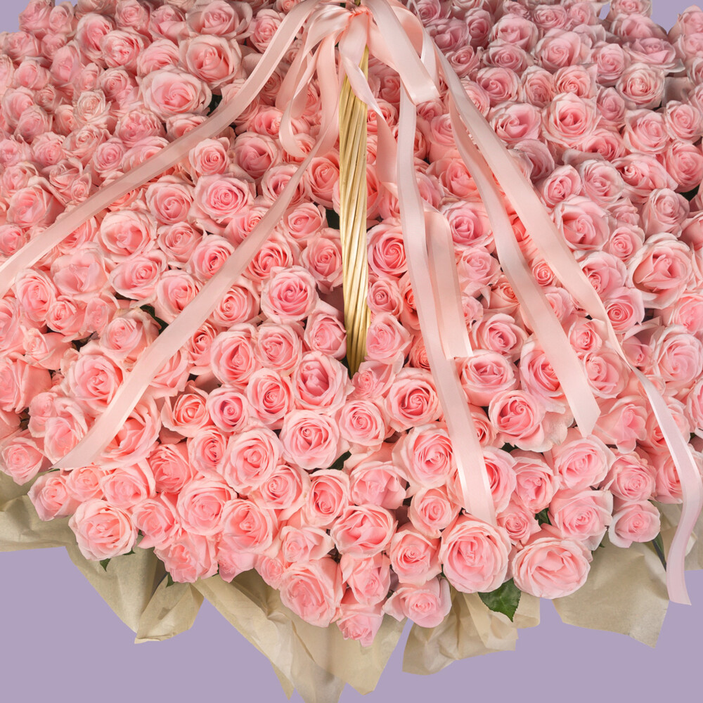 Bouquet of 555 Light Pink Roses