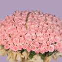 Bouquet of 333 Light Pink Roses