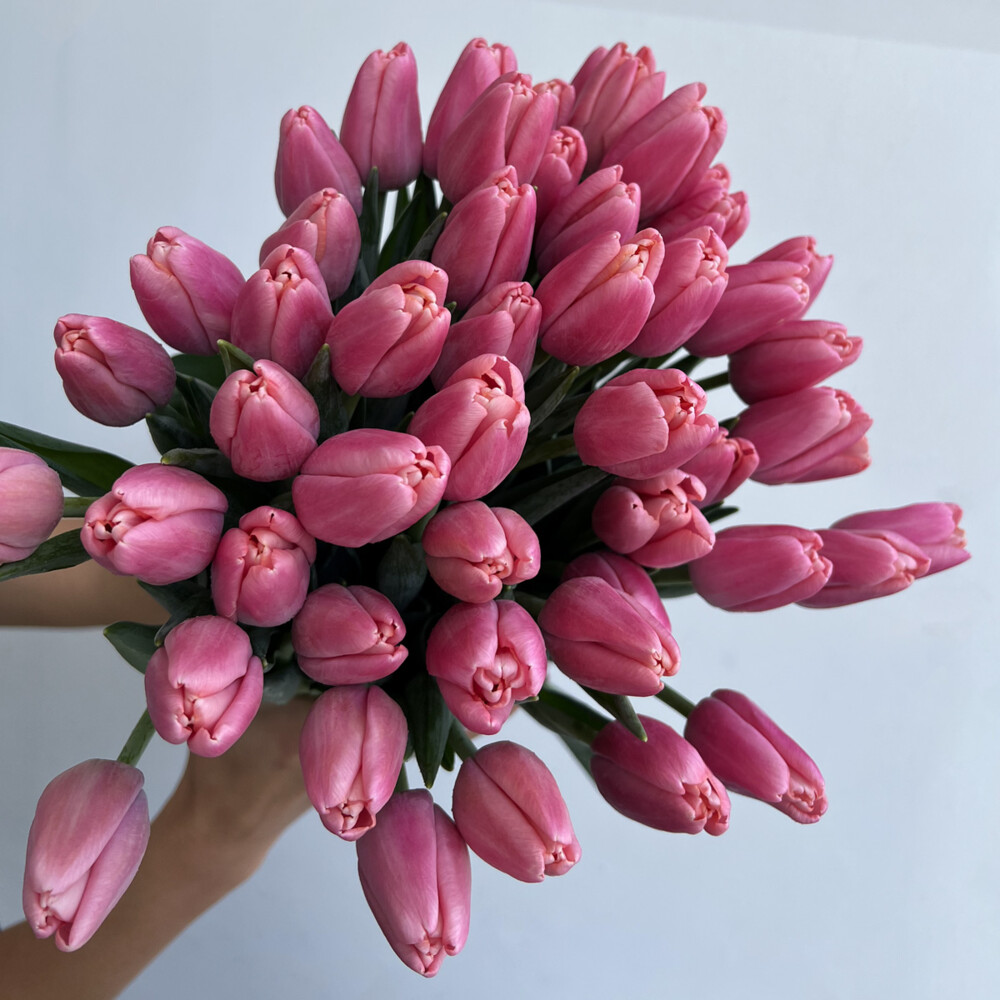 Pink Tulips