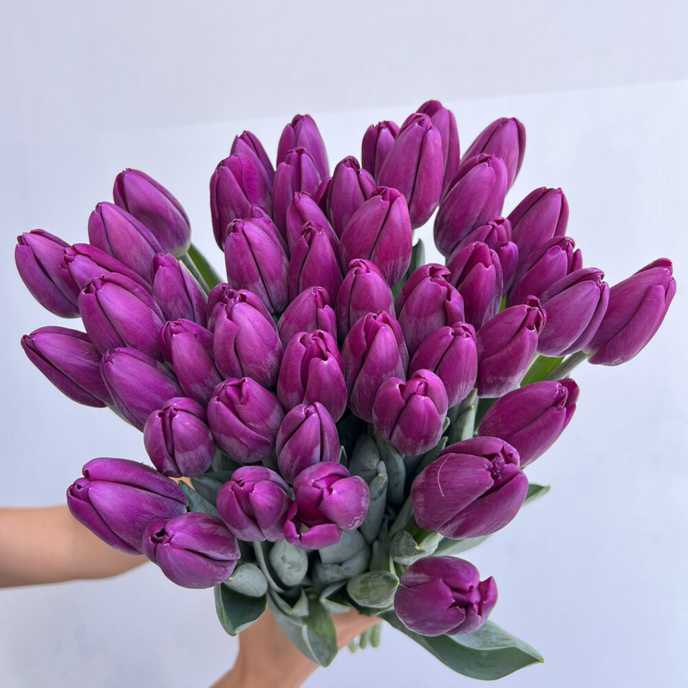 Purple Tulips