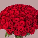 Bouquet of 101 Red Roses