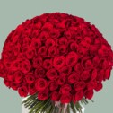 Bouquet of 201 Red Roses