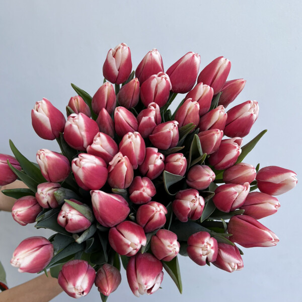 Pink And White Tulips